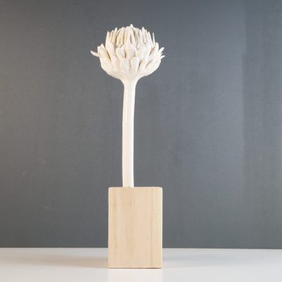 Protea
